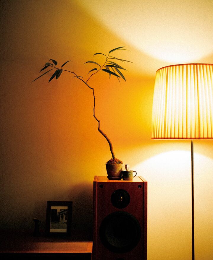 植物［フィカス・バーテリー］を配した空間