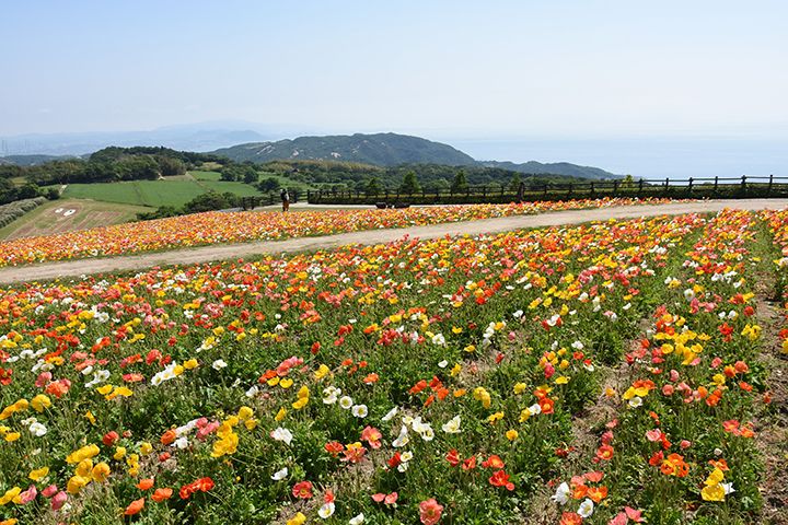 広大な花畑いっぱいに、黄色やオレンジ、白色の大輪のポピーが咲き誇る