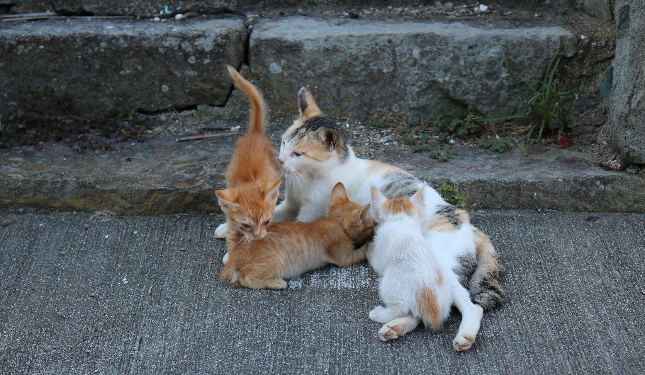 子猫に授乳中の親猫