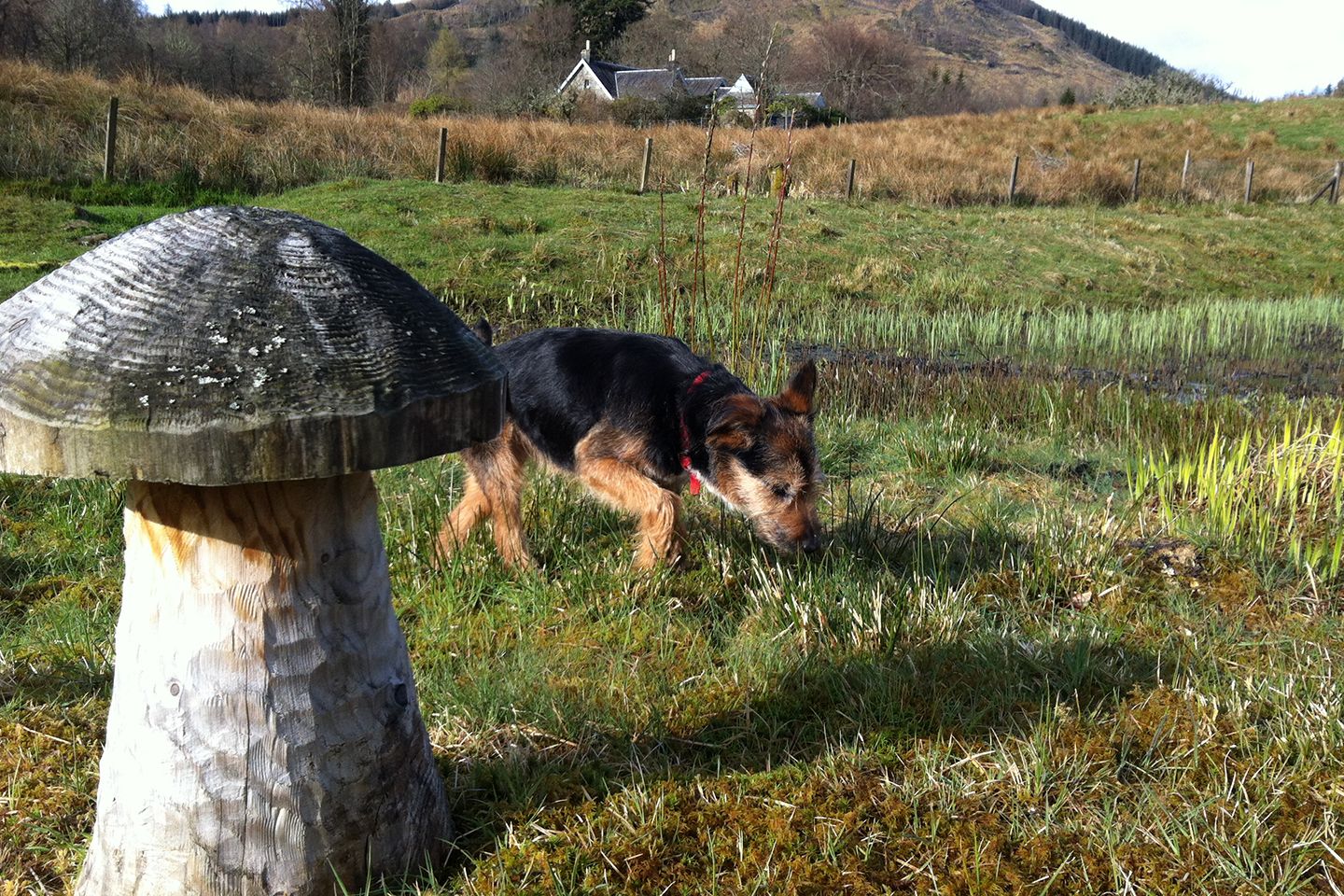 イギリス_5,犬_1