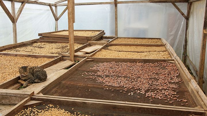 カカオ豆は、木箱に入れるなどして4〜5日ほど発酵させる