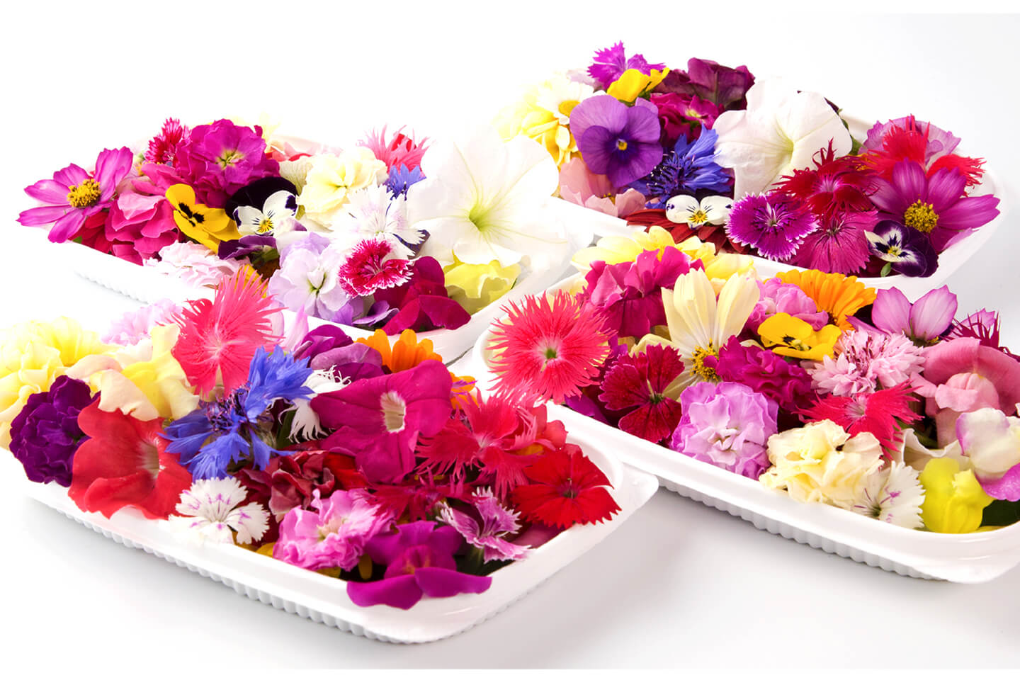 『エディブルフラワー専門店HanaLabo』で扱っている季節のお花パック。1パック25輪で十分なボリュームがあります/エディブルフラワー専門店HanaLabo