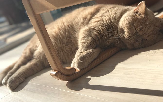 床に寝そべる猫のチャイ