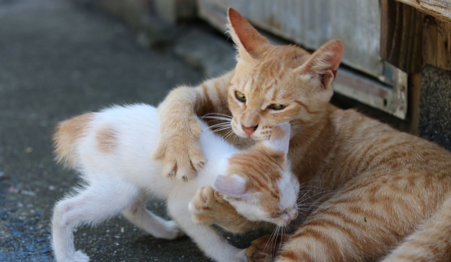胸が締めつけられそう 子猫を必死に危険から守ろうとする親猫の写真10枚 Precious Jp プレシャス
