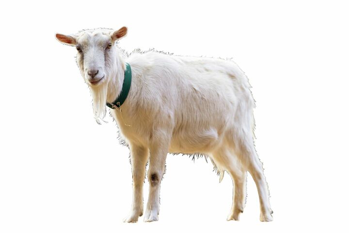 神奈川県・箱根「仙石原古今（せんごくばらここん）」の敷地にいる山羊