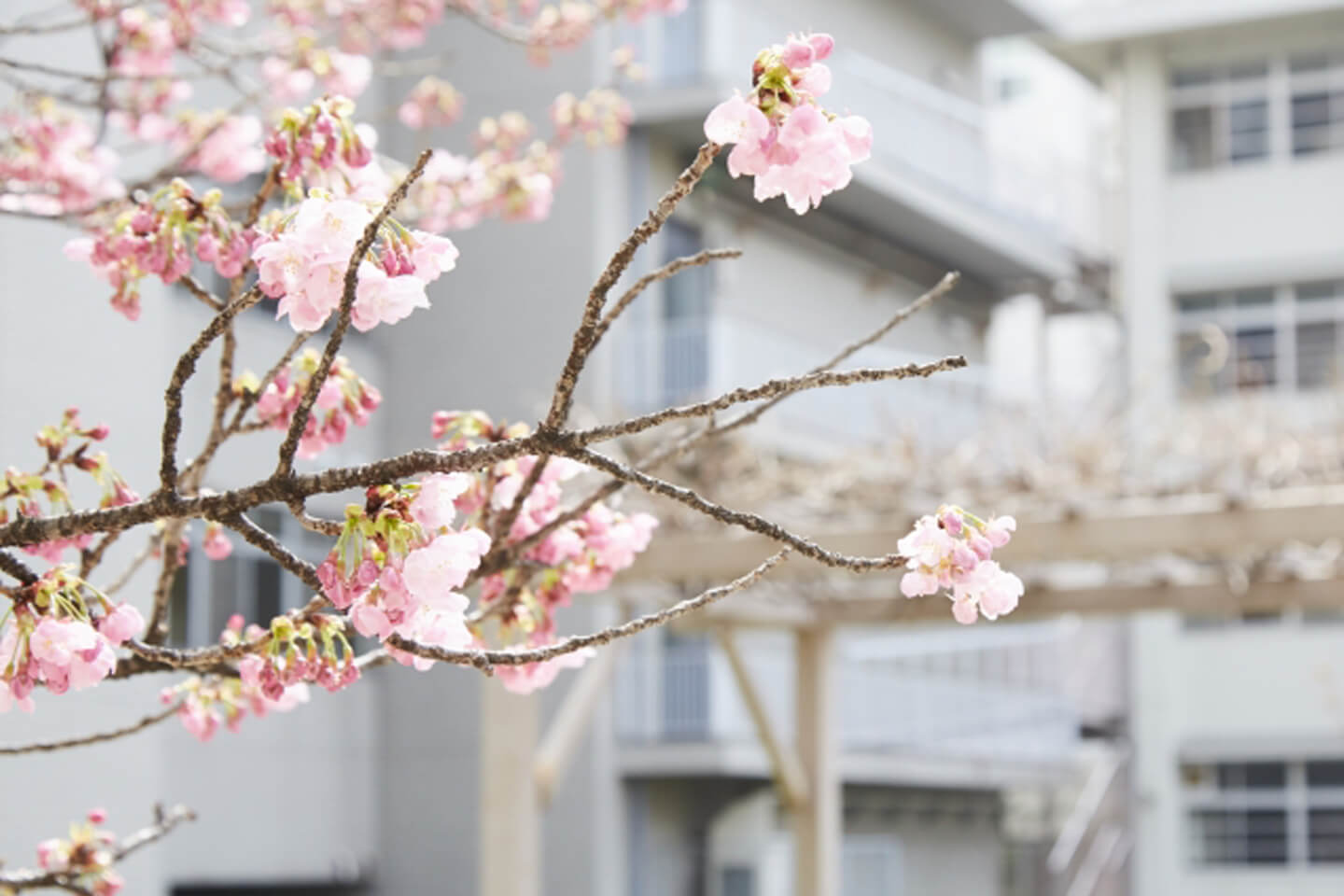 次のステージへ上がる卒業では、将来の目標を考えることも