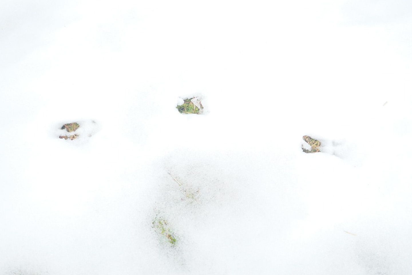 雪の中で見つけた小さな足跡。ホテルのスタッフの方の推察では、鹿のようです。
