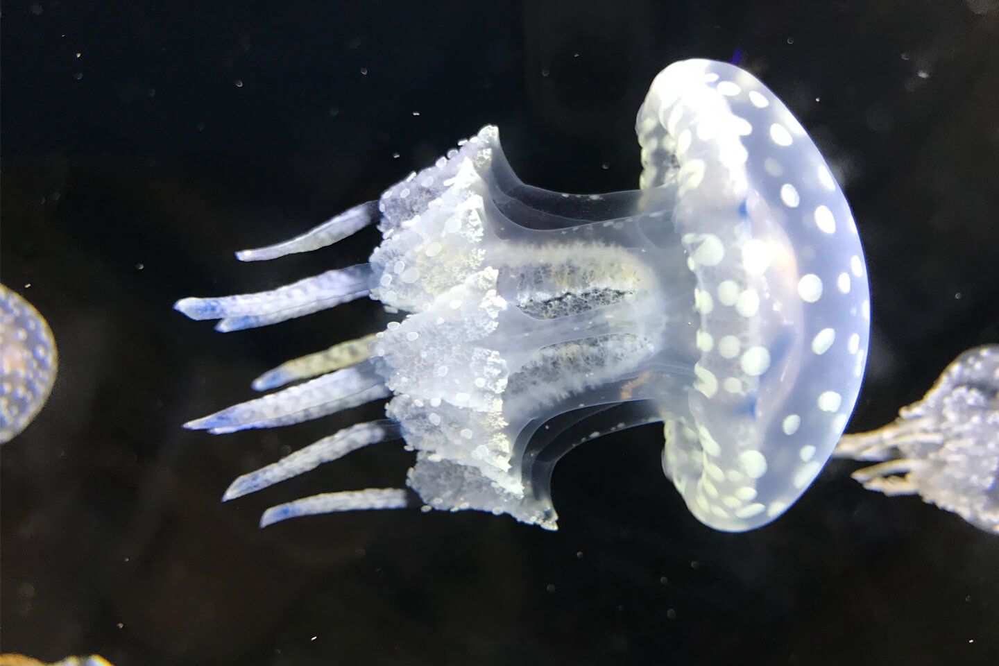 タコクラゲ(画像提供:Atolla)