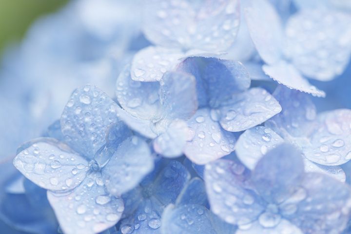 6月の時候の挨拶に使える、梅雨以外の季語と例文