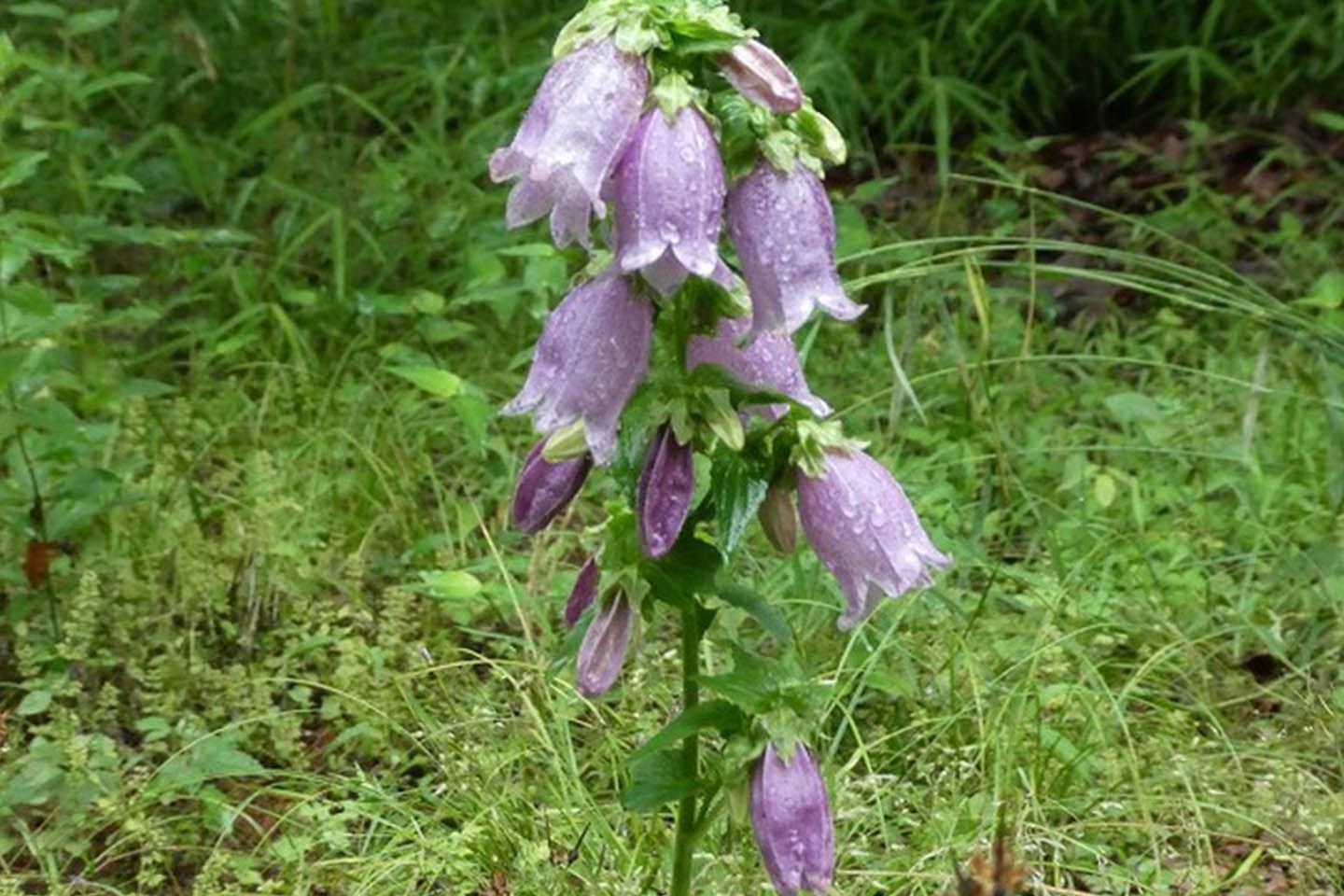 花_3