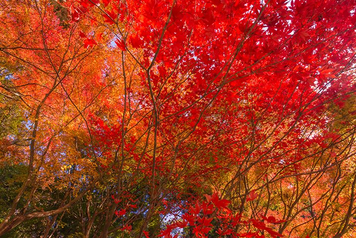 紅葉の見頃、2020年はいつ頃から?