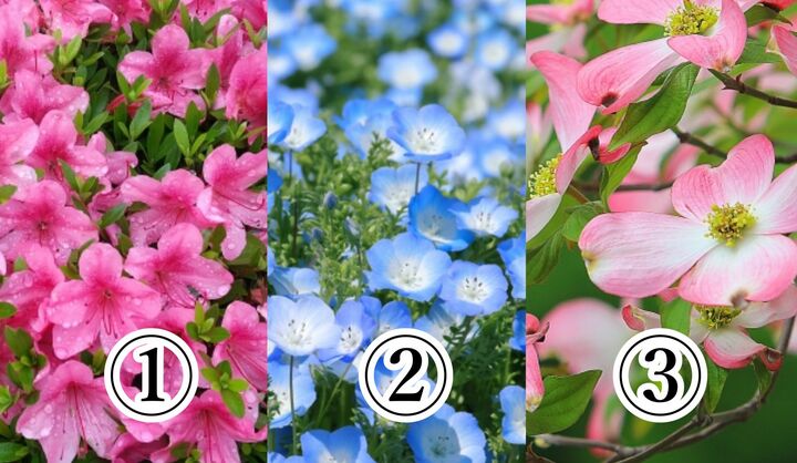 どれが「皐月（さつき）」の花？