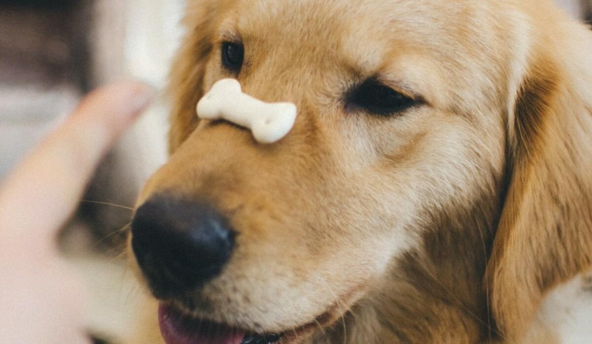 外出自粛中は愛犬のしつけをするチャンス 待て を覚えさせる３つの方法 Precious Jp プレシャス