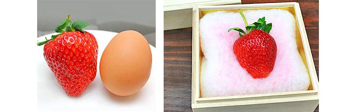 「高級いちご 美人姫 びじんひめ 岐阜県羽島市産 超特大サイズ 一粒 桐箱入り(一粒60g前後)」(価格:¥16,000)
