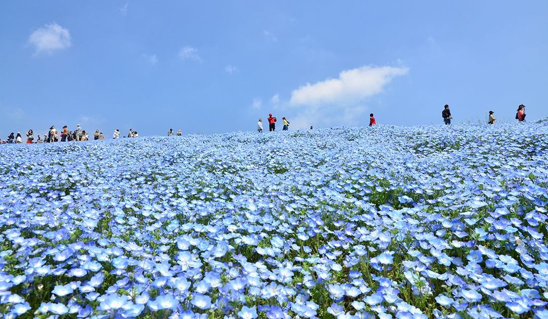 春の花を楽しめる 東日本のフラワースポット ５つ 19年 Precious Jp プレシャス