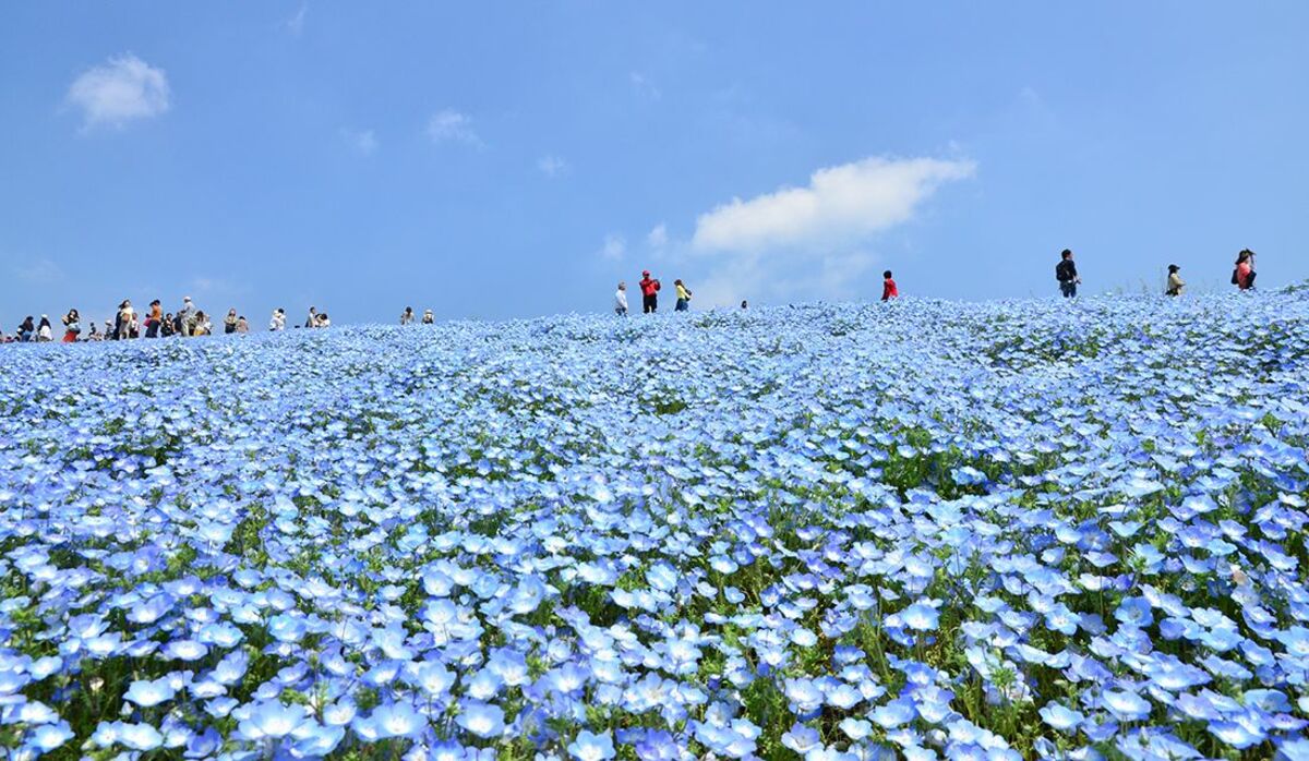 春の花を楽しめる「東日本のフラワースポット」5つ【2019年