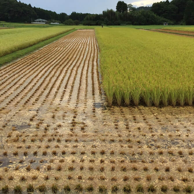 田園風景