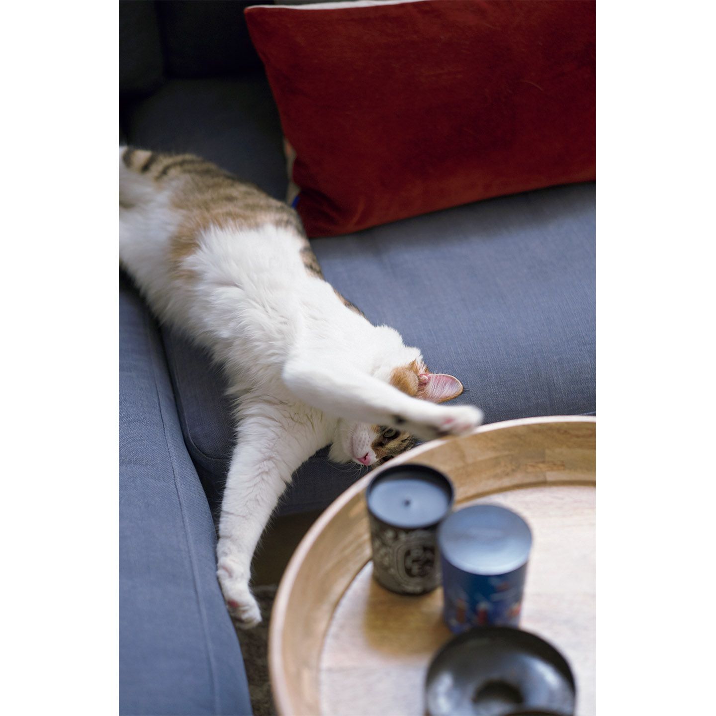猫_2