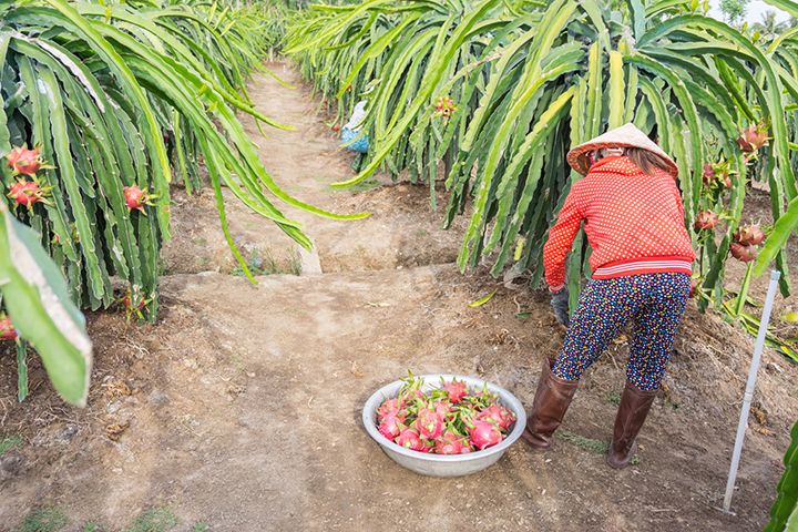 原産地はメキシコなどの中南米と考えられていますが、今では東南アジアで広く栽培されている