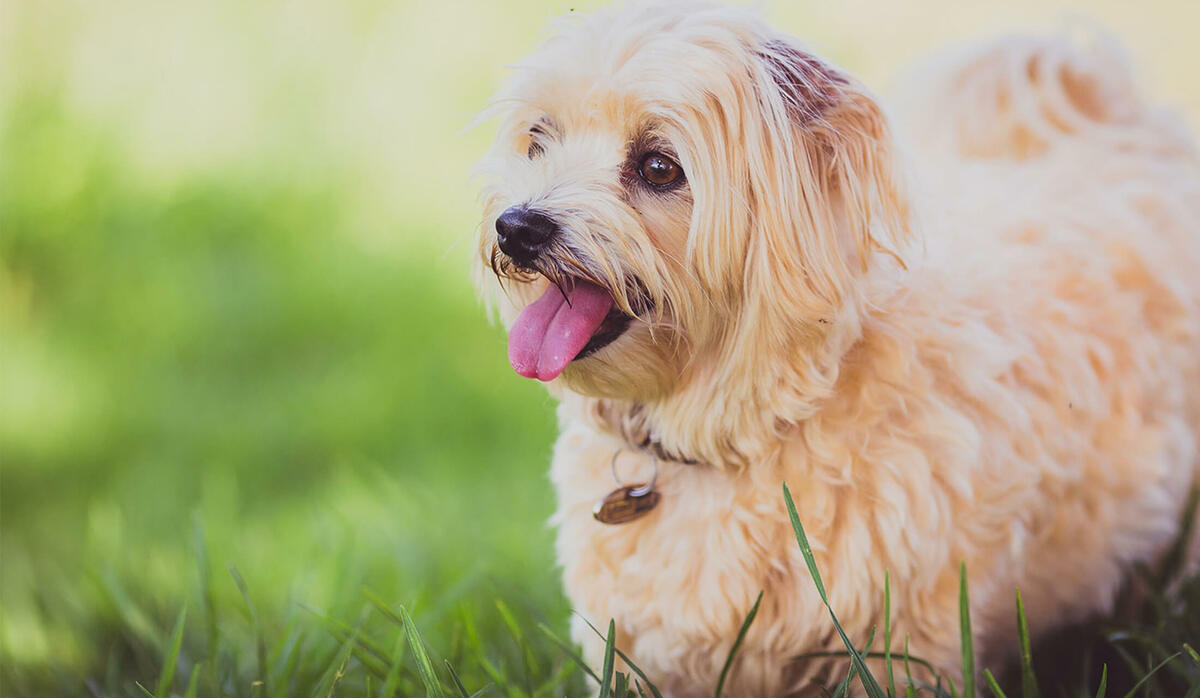 自宅に400平米のドッグランやミストシャワーも 愛犬のための庭づくり実例を拝見 Precious Jp プレシャス