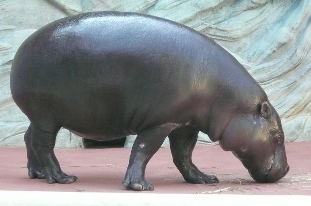 世界四大珍獣のひとつ。ジャイアントパンダがいた「パンダのもり」の近くで、丸々とした可愛らしい姿を観察できます。