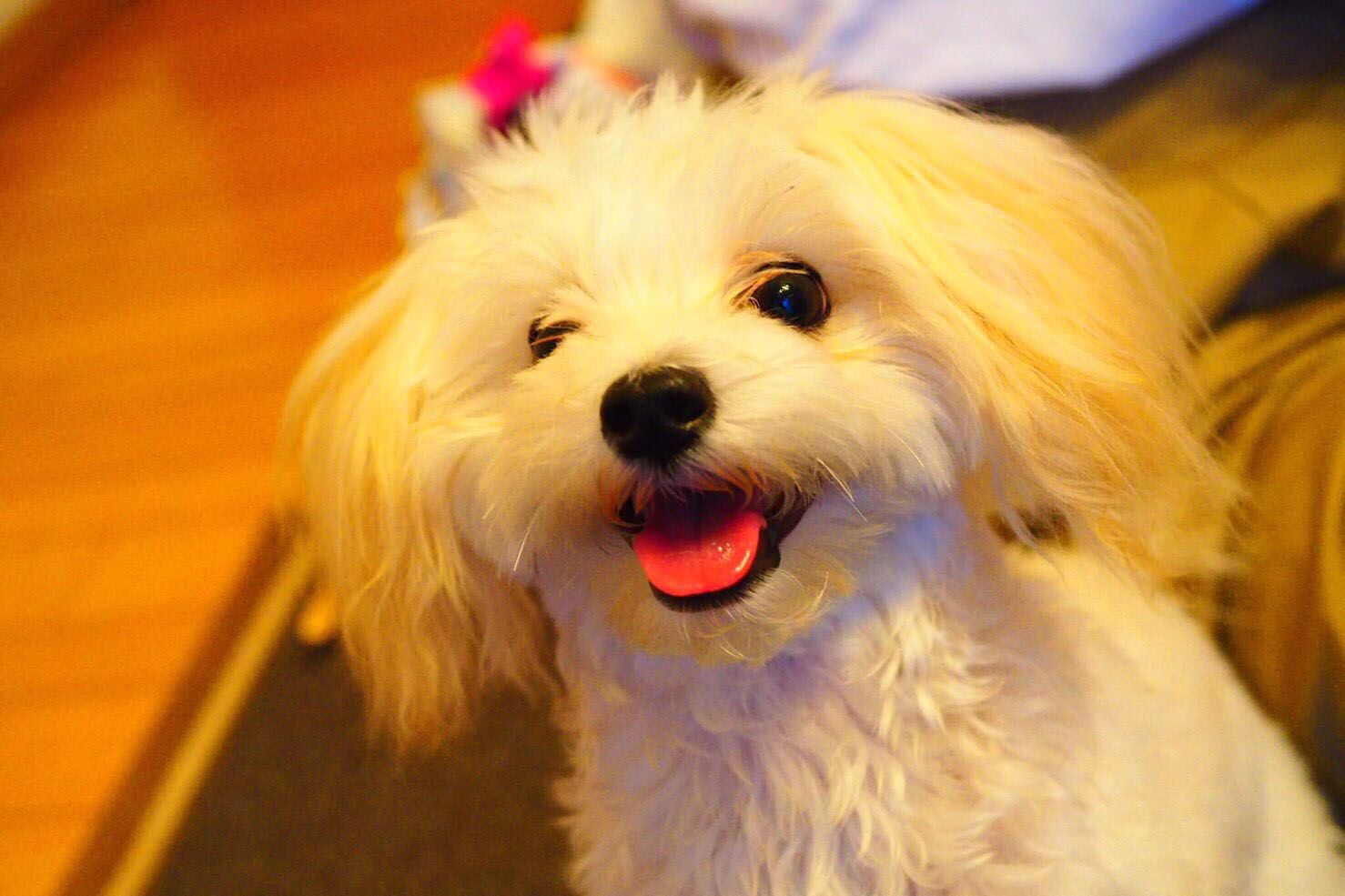 マルチーズ×トイプードルのMIX犬”マルプー”