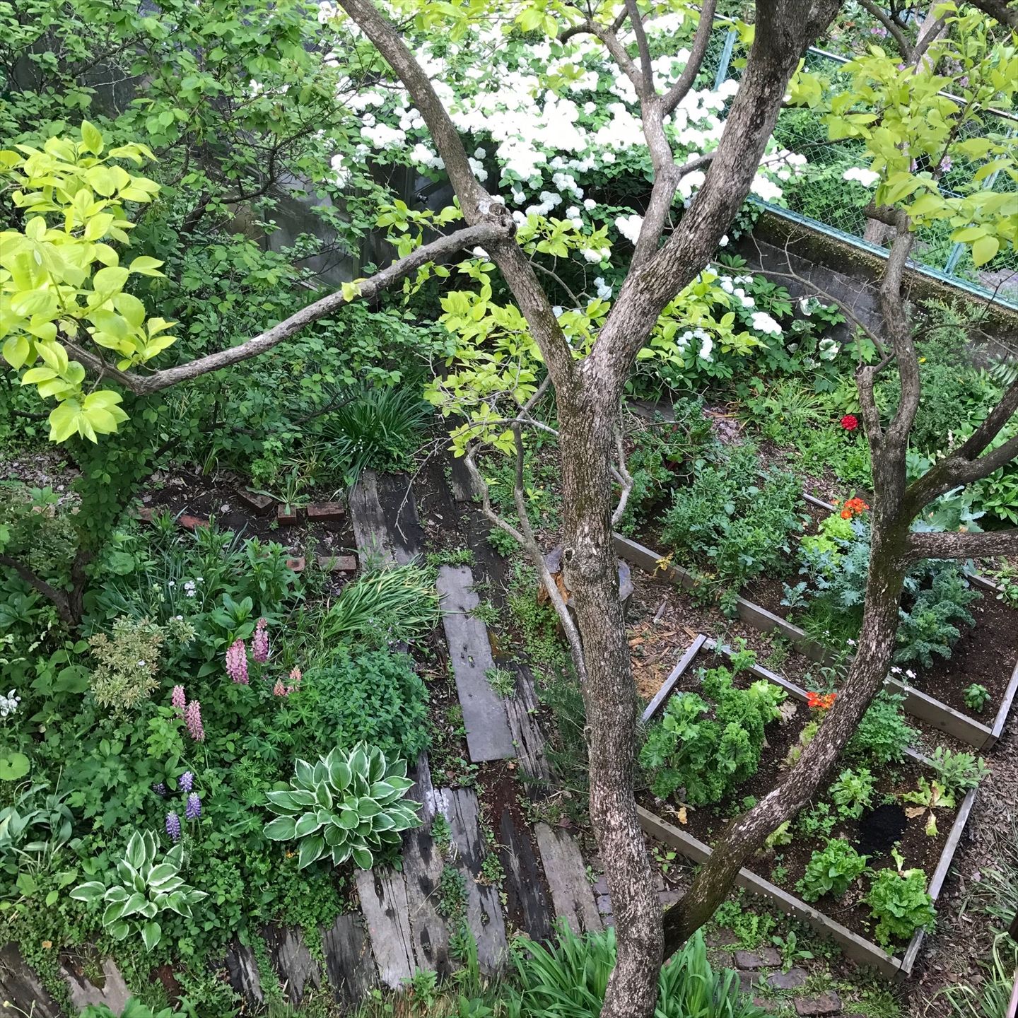 手入れは主に松島さんの担当だというご自宅の庭。家庭菜園にはルッコラ、ケールなどさまざまな野菜が。(写真提供:松島倫明さん)