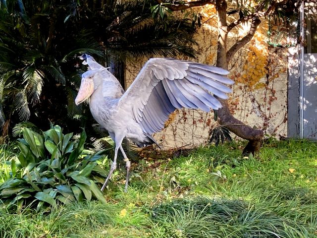 「動かない鳥」として圧倒的な存在感を放つ人気者。じっと獲物を狙う鋭い眼光と、時折見せるユーモラスな動きのギャップが魅力です。