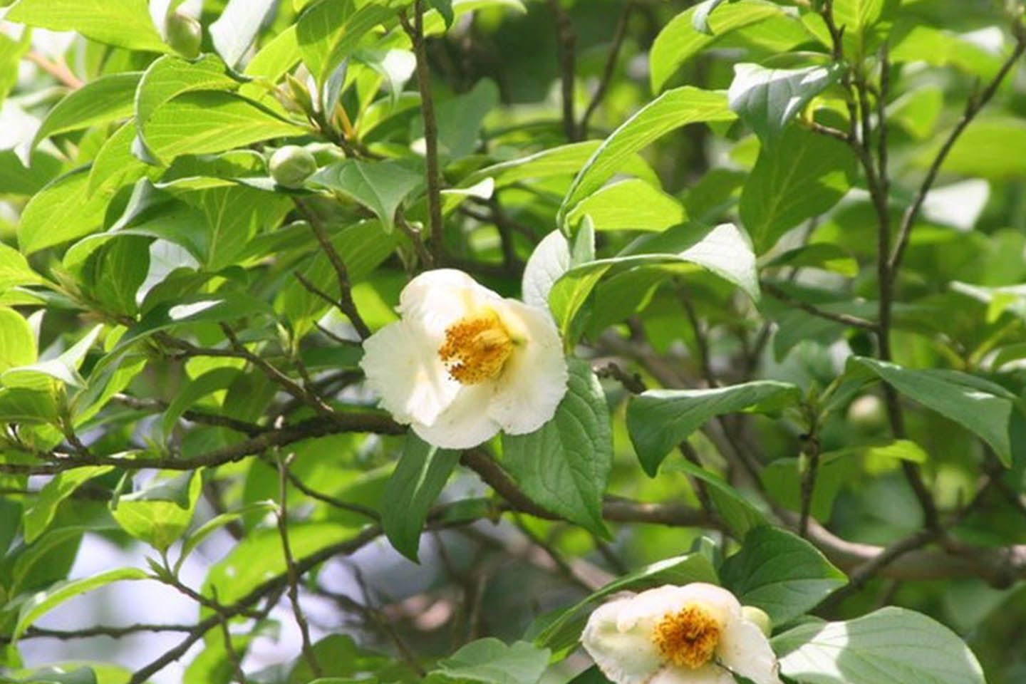 花_9