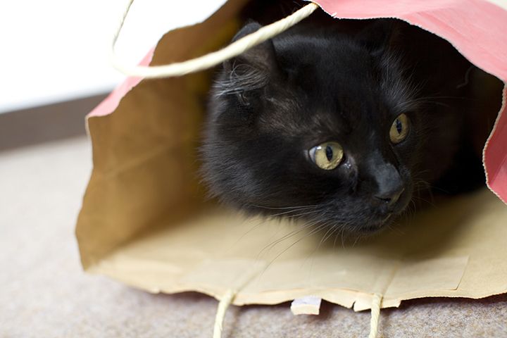 「黒猫の日(黒猫感謝の日)」はいつ?