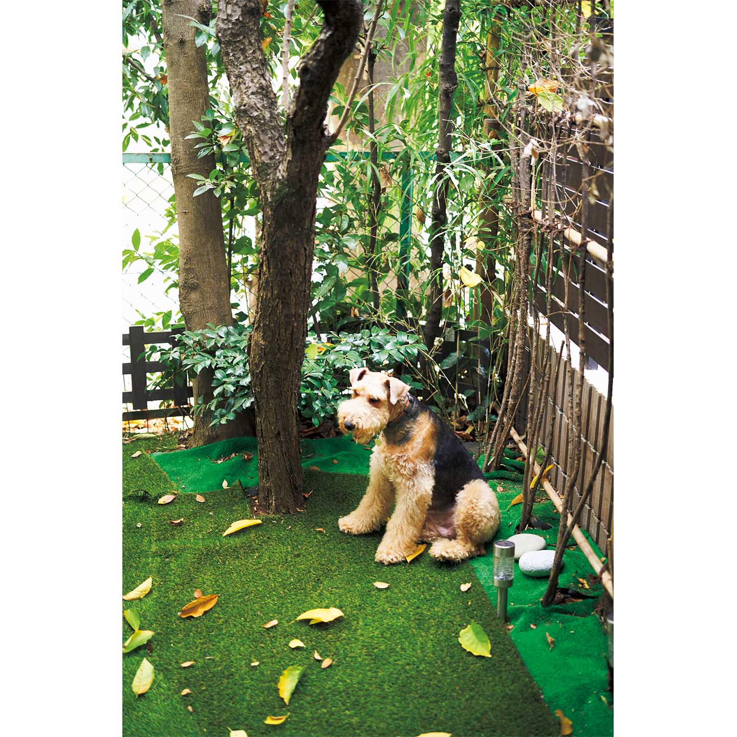 IE Precious_7,犬_3