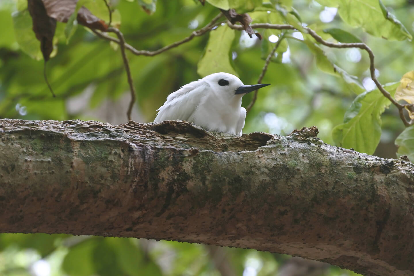鳥のサンクチュアリに生息するアジサシ