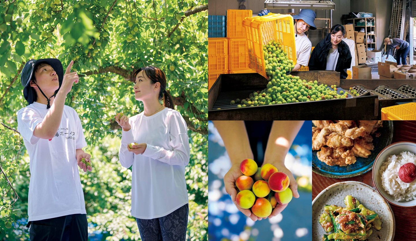 和歌山県の「梅ボーイズ」を訪問した大江麻里子さんと「梅ボーイズ」の山本将志郎さん、取材の様子