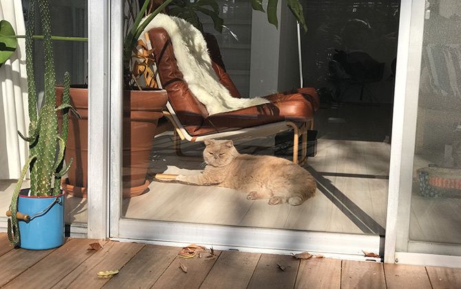 愛猫チャイがバルコニーにて日向ぼっこ