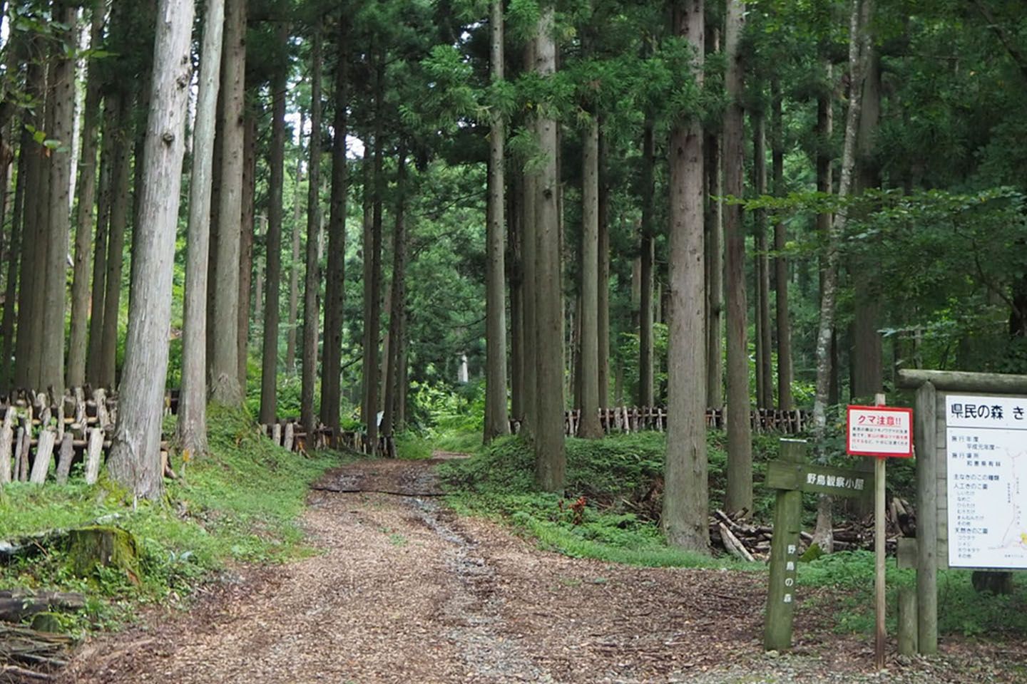おそらくふらりと散歩になんか出たら、迷いそうな森。ガイドさんをお願いするのが賢明です。