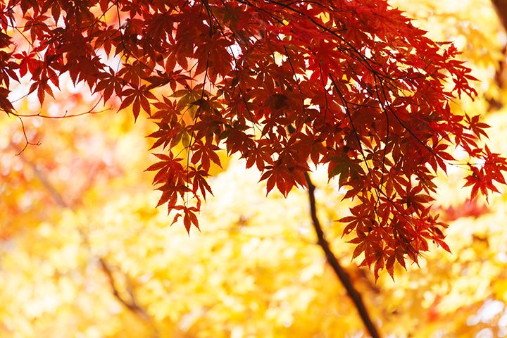 人気紅葉スポットの2020年の見頃をピンポイントでチェック