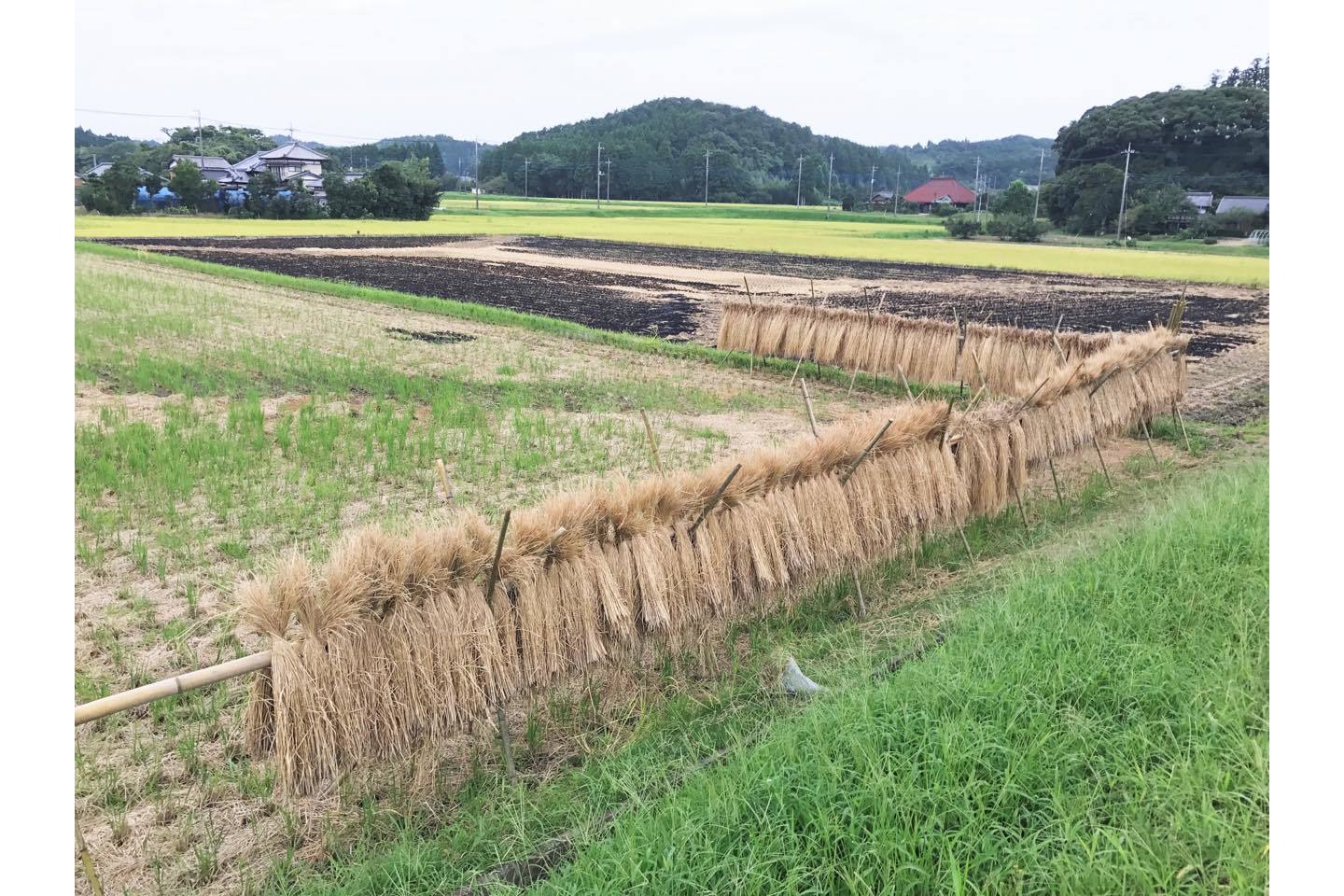 人の手をかけて、じっくりお日様に当ててお米の甘さを引き出す天日干し