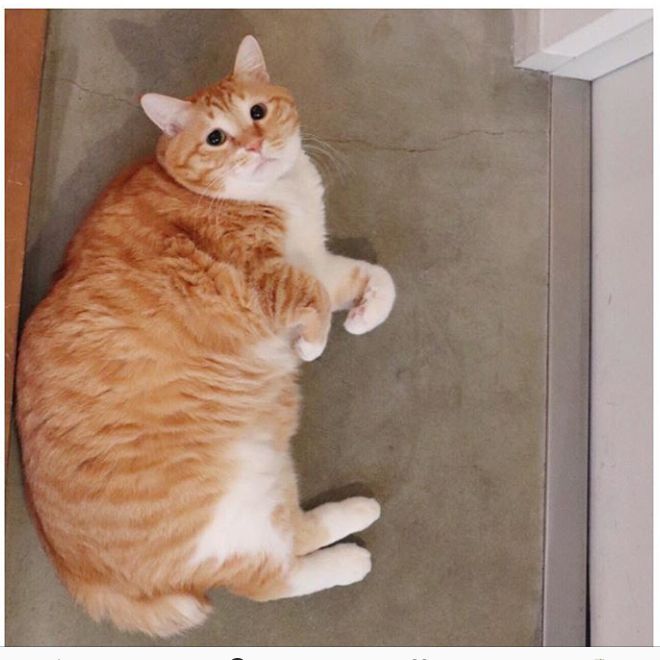 ぐっぴーは、体長90cm、体重7.6kgという「ぽちゃボディ」