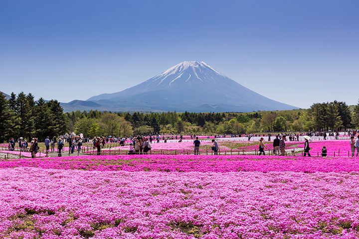 富士芝桜まつりの開催日程は4月14日(土)~5月27日(日)