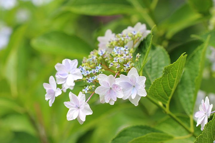 大阪市立長居植物園のアジサイ