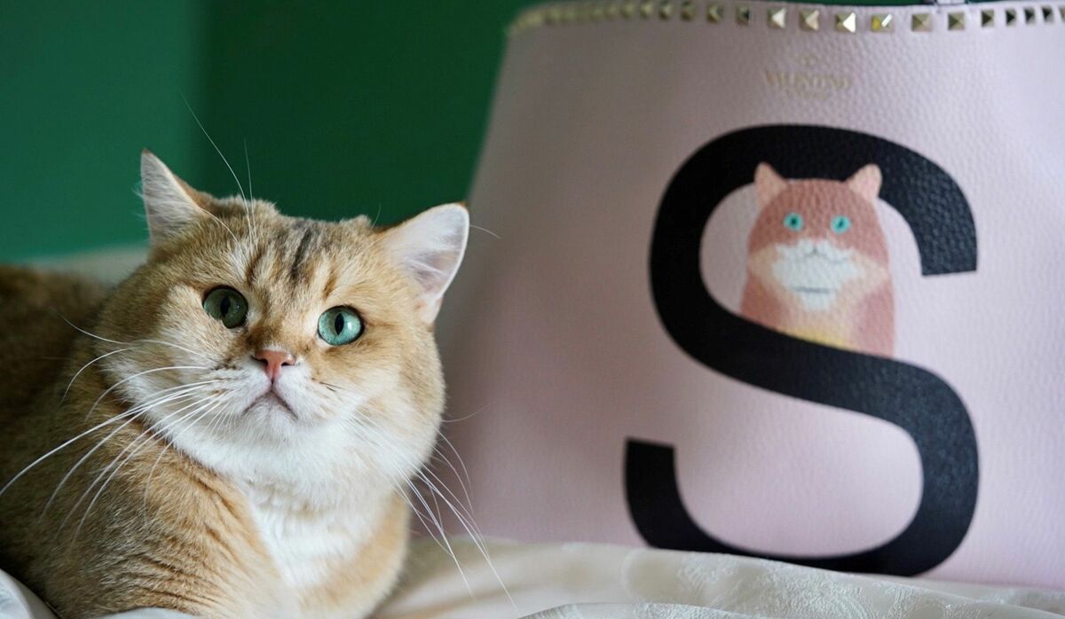 VALENTINO ヴァレンチノ GARAVANI ロックスタッズ ペット首輪