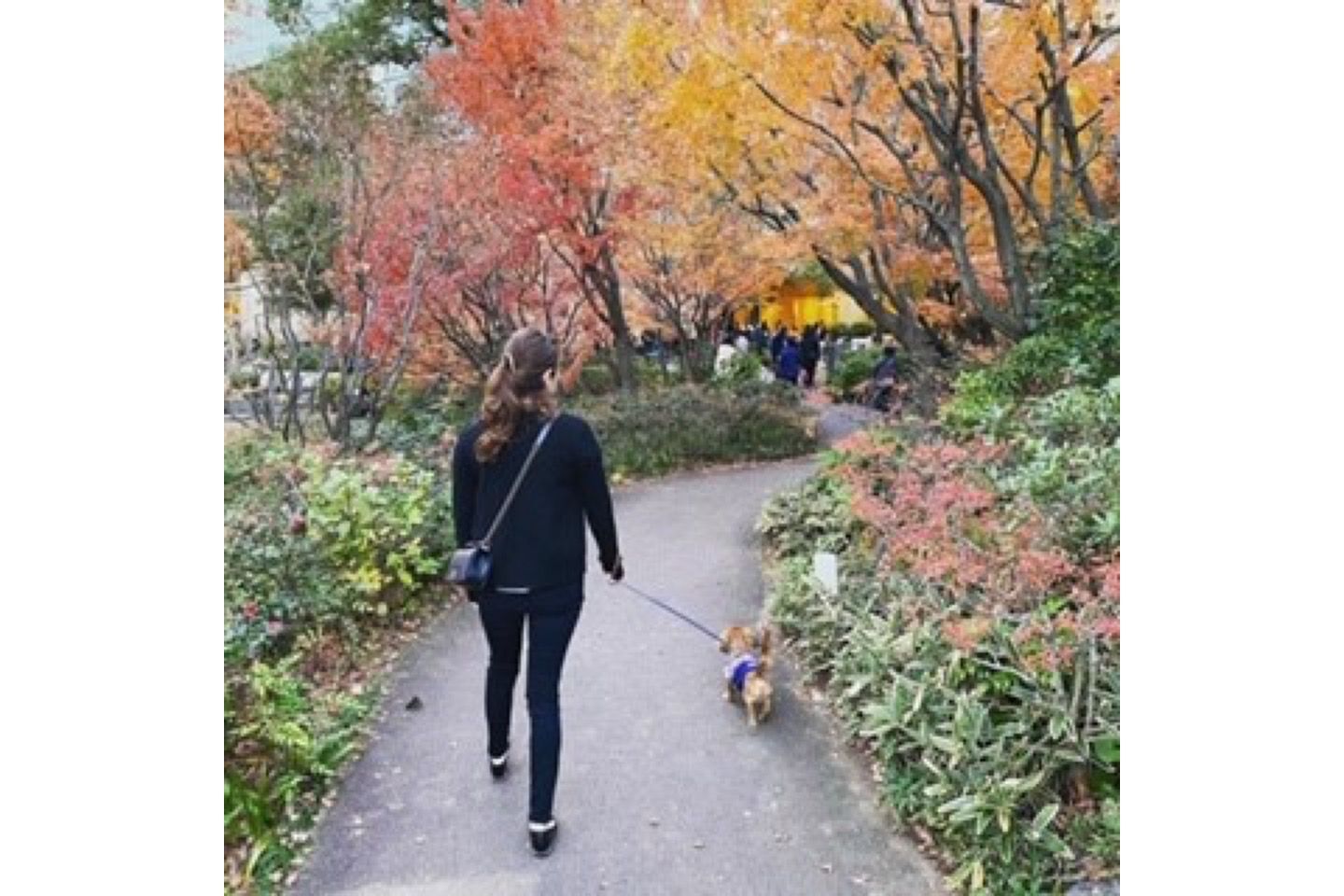 インタビュー_3,キャリア_3,ホテル_3,東京_3,犬_1,ペット_1