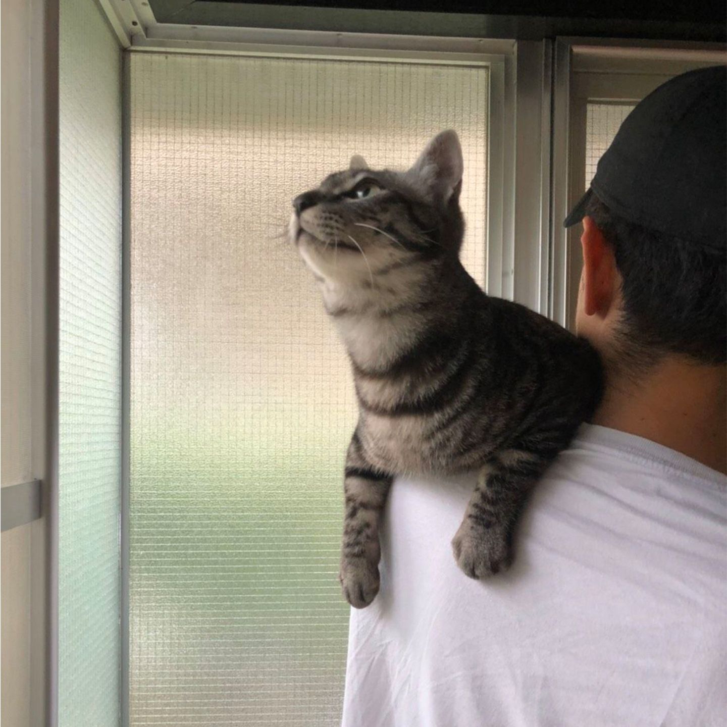 ペット_1,猫_1