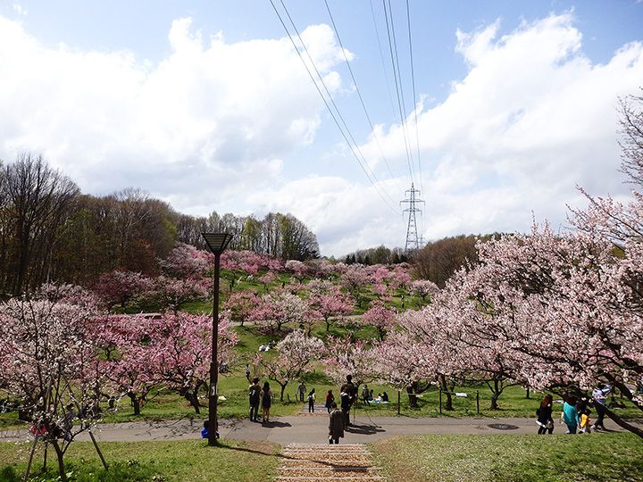 平岡公園は、6.5haの敷地に約1,200本の梅が植樹されている梅の名所
