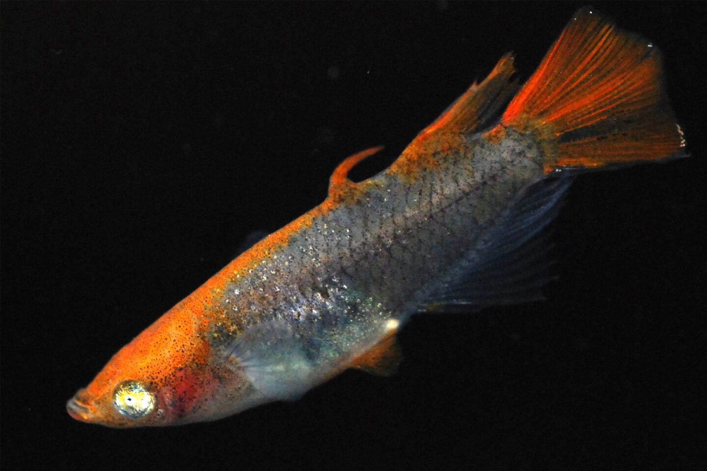 100万円の値がついた「高級メダカ」とは！？人気急上昇中、希少なメダカを一挙公開 Precious.jp（プレシャス）