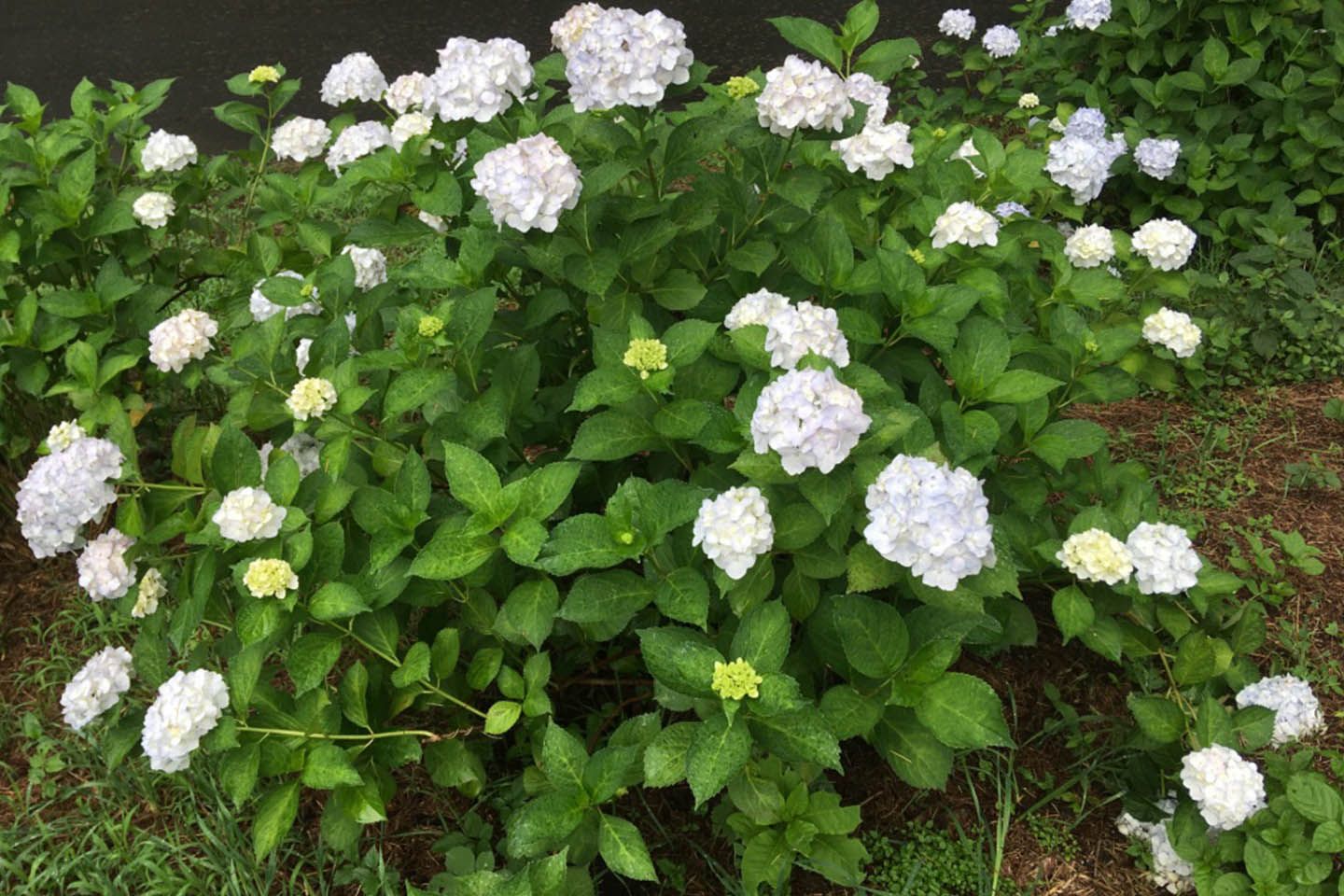 花_2