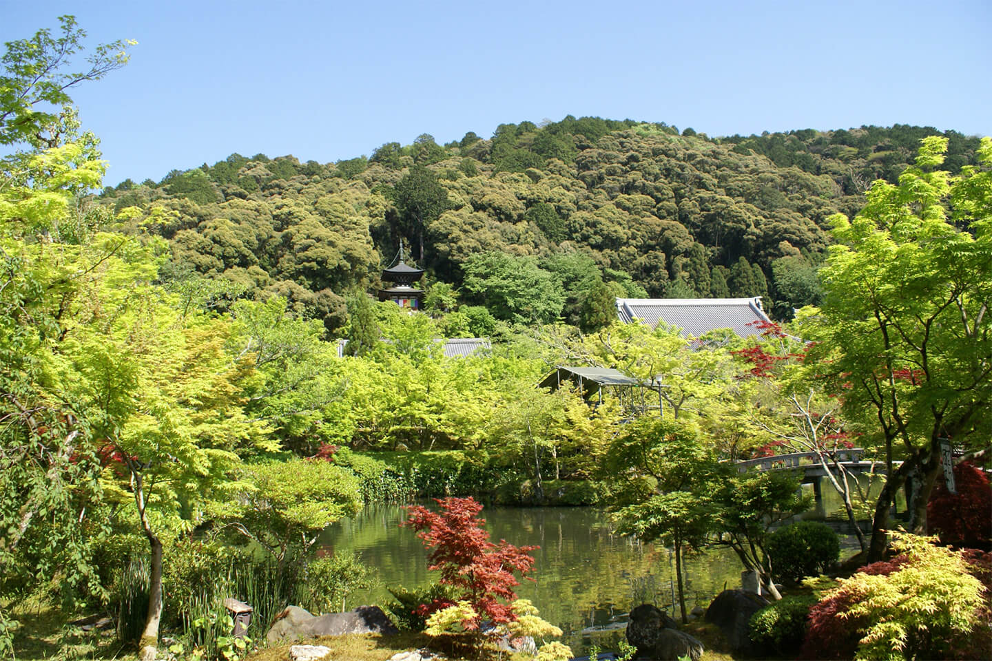 秋になると真っ赤に色づく「永観堂」画像