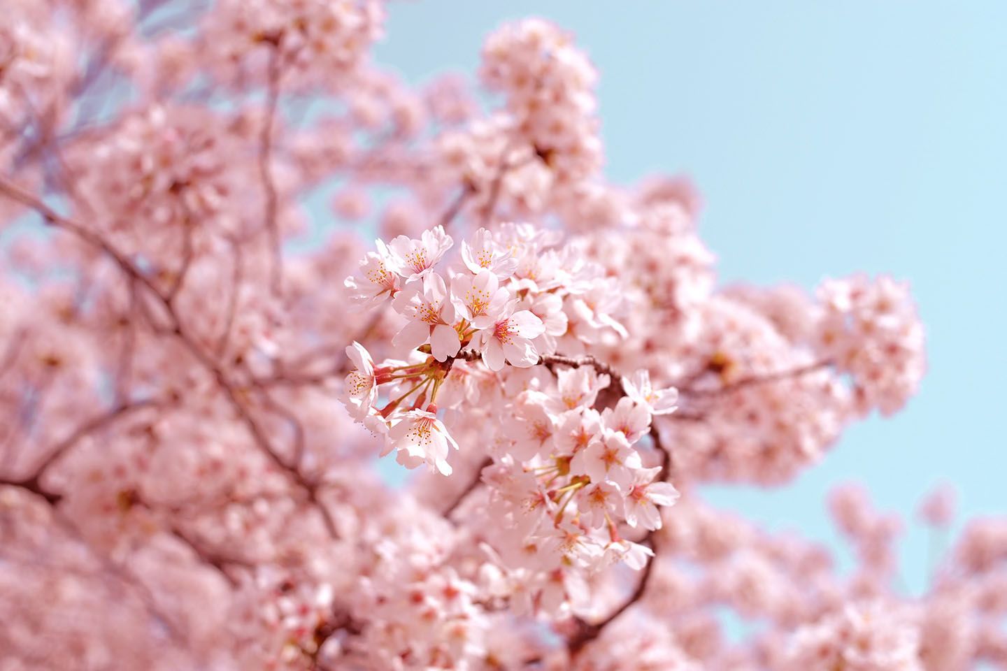 こまめに情報をチェックし、満開の桜を楽しみましょう!