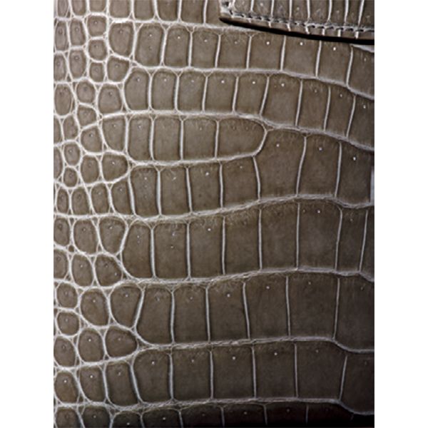 クロコダイル・ニロティカスナイルワニと呼ばれるもので、「ポロサス」と比べ、中央の竹斑から丸斑に切り替わっても、斑の大きさがあまり変わらないのが特徴。