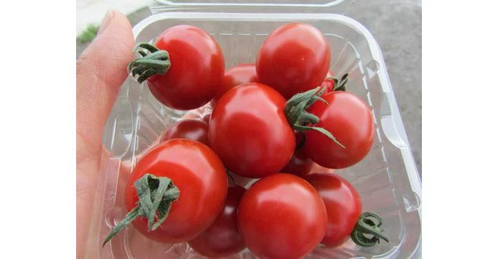 「パリッと甘いミニトマト千果2kg(500g×4)」(北海道)